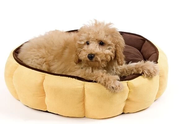 Dog - Apricot poodle puppy in studio in dog bed