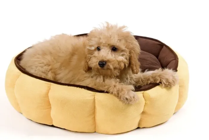 Framed Print : Dog - Apricot poodle puppy in studio in dog bed Framed Print : Dog - Apricot poodle puppy in studio in dog bed