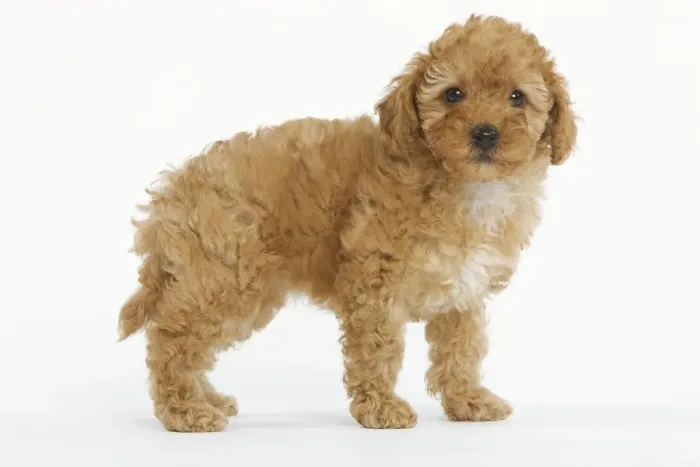 Framed Print : Dog - Apricot Poodle in studio Framed Print : Dog - Apricot Poodle in studio