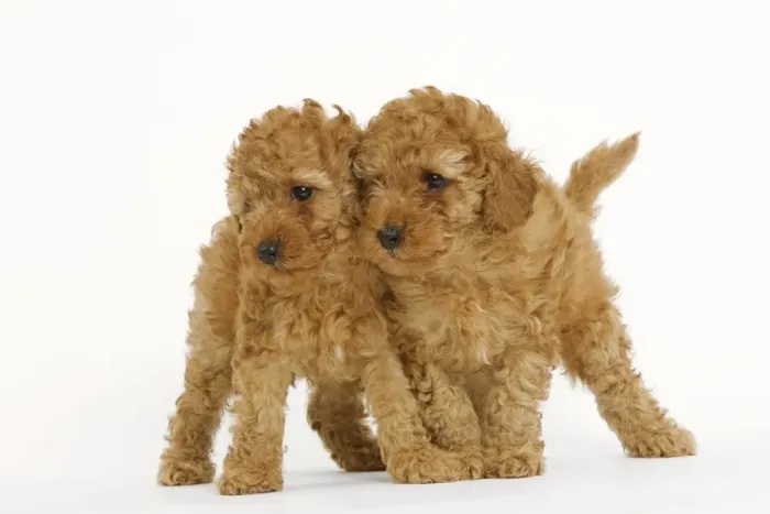 Framed Print : Dog - Apricot Poodle two in studio Framed Print : Dog - Apricot Poodle two in studio