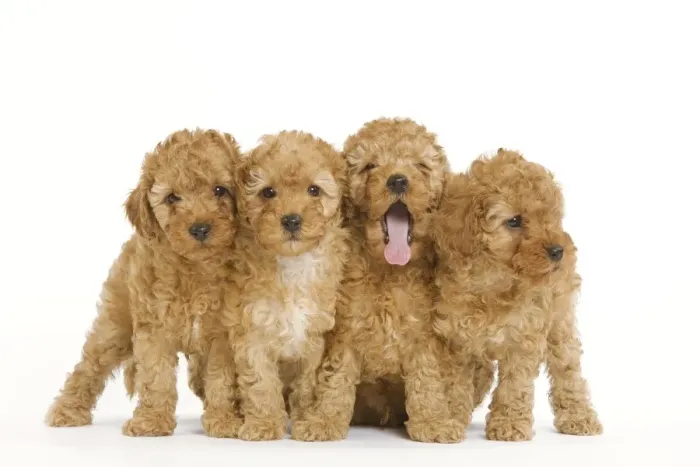 Framed Print : Dog - Apricot Poodle four in studio Framed Print : Dog - Apricot Poodle four in studio