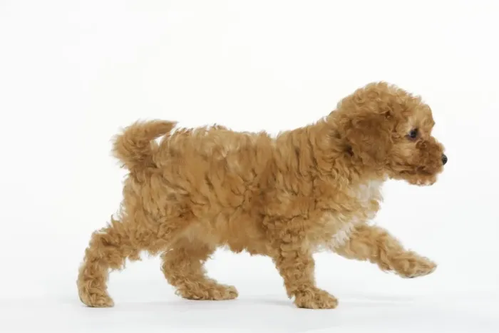 Framed Print : Dog - Apricot Poodle walking in studio Framed Print : Dog - Apricot Poodle walking in studio