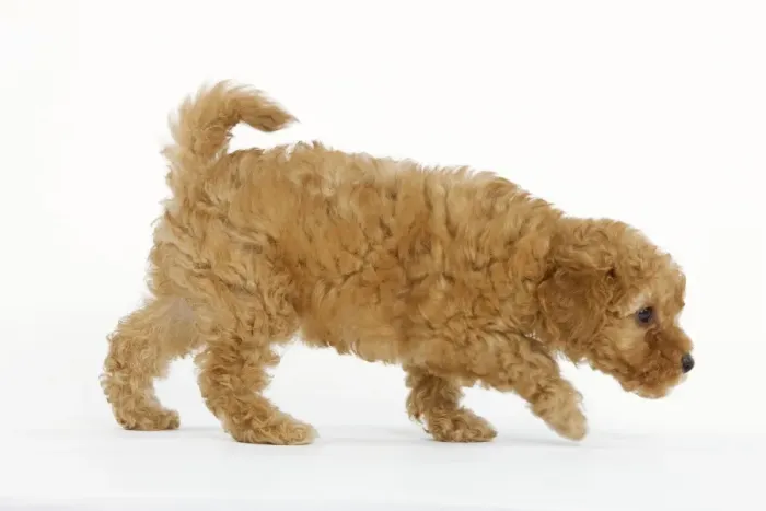 Framed Print : Dog - Apricot Poodle walking in studio Framed Print : Dog - Apricot Poodle walking in studio