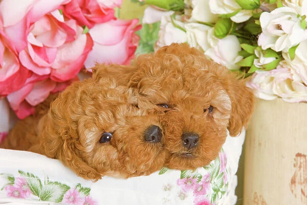 Dog - Apricot Poodles in basket with flowers