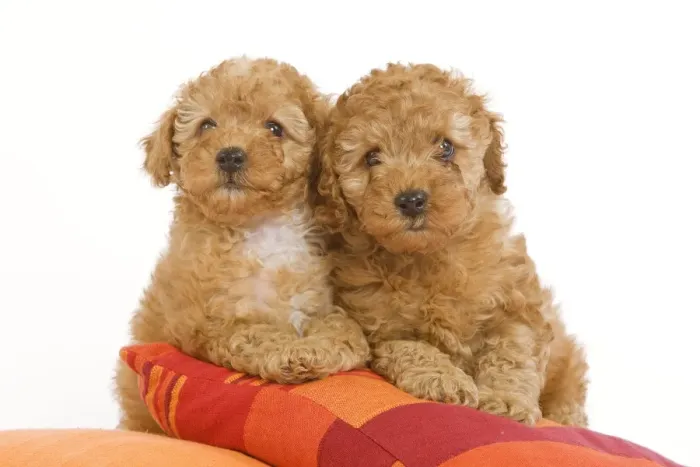 Framed Print : Dog - two Apricot Poodles on cushions Framed Print : Dog - two Apricot Poodles on cushions