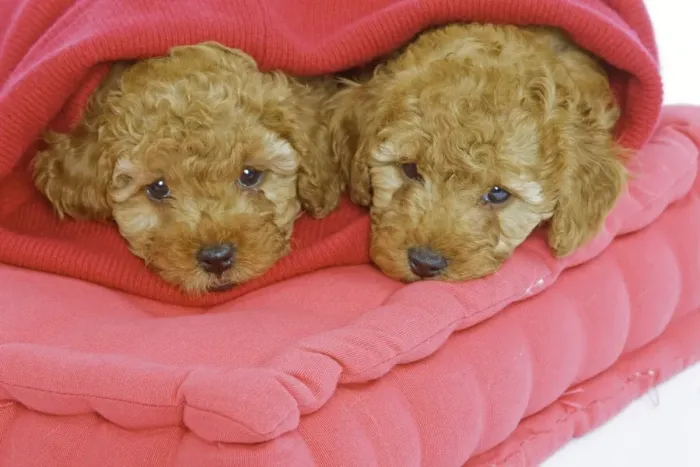 Framed Print : Dog - two Apricot Poodles on cushions Framed Print : Dog - two Apricot Poodles on cushions
