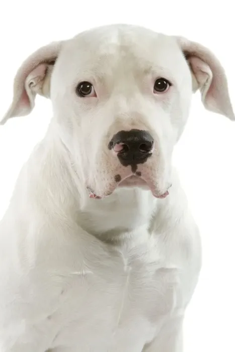 Framed Print : Dog - Argentinian Mastiff / Dogo Argentino Framed Print : Dog - Argentinian Mastiff / Dogo Argentino