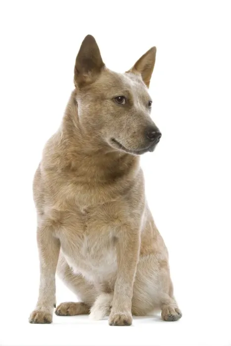 Framed Print : Dog - Australian Cattle Dog in studio Framed Print : Dog - Australian Cattle Dog in studio