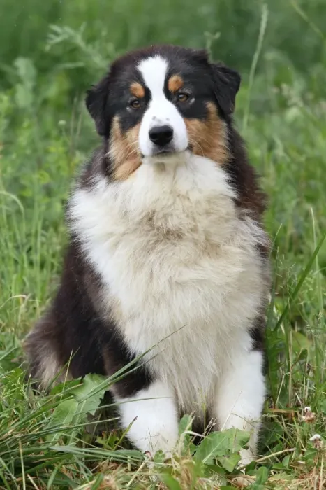 Framed Print : Dog - Australian Sheepdog  /  Shepherd Dog