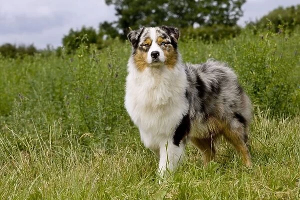 Dog - Australian Sheepdog  /  Shepherd Dog