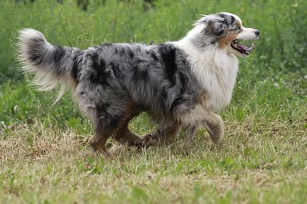 Dog - Australian Sheepdog  /  Shepherd Dog