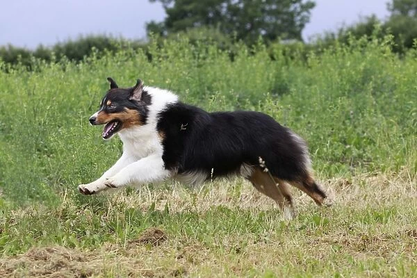 Dog - Australian Sheepdog  /  Shepherd Dog - running