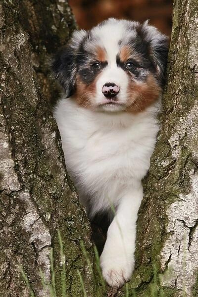 Dog - Australian Sheepdog  /  Shepherd Dog - in tree