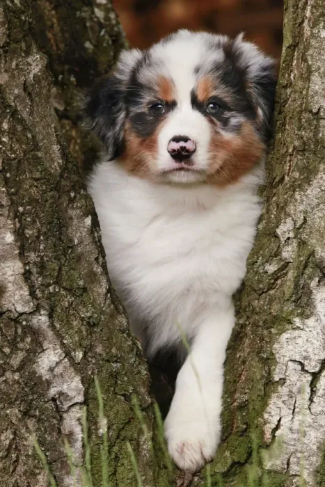 Framed Print : Dog - Australian Sheepdog / Shepherd Dog - in tree Framed Print : Dog - Australian Sheepdog / Shepherd Dog - in tree
