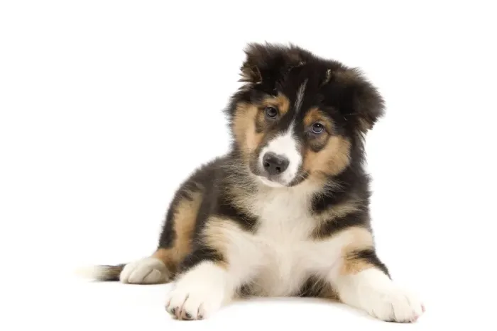 Framed Print : Dog - Australian Shepherd Framed Print : Dog - Australian Shepherd