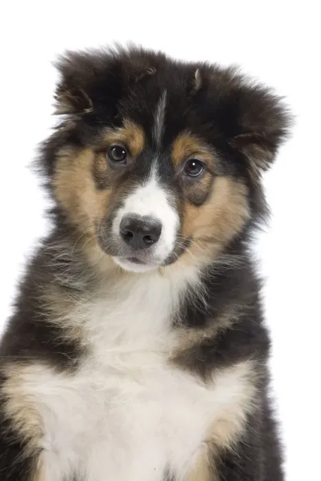 Framed Print : Dog - Australian Shepherd Framed Print : Dog - Australian Shepherd