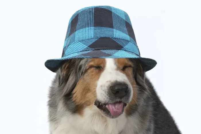 Framed Print : DOG. Australian Shepherd, head & shoulders, face, expression wearing blue checked hat Framed Print : DOG. Australian Shepherd, head & shoulders, face, expression wearing blue checked hat