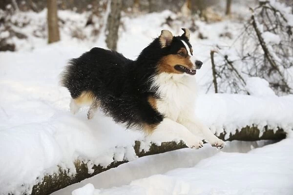 DOG. Australian shepherd jumping over snow covered branch