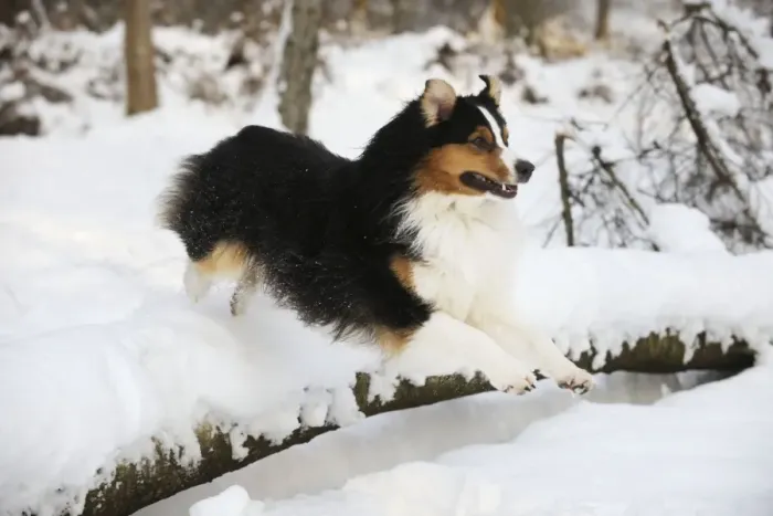 Framed Print : DOG. Australian shepherd jumping over snow covered branch Framed Print : DOG. Australian shepherd jumping over snow covered branch