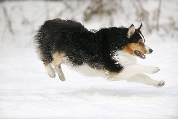 DOG. Australian shepherd running through the snow