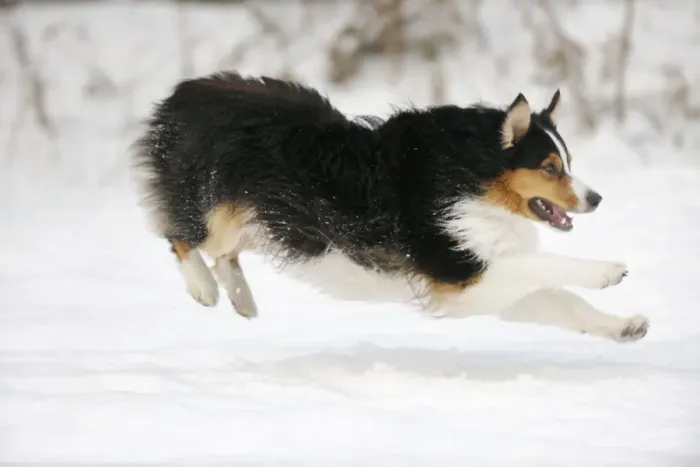 Framed Print : DOG. Australian shepherd running through the snow Framed Print : DOG. Australian shepherd running through the snow