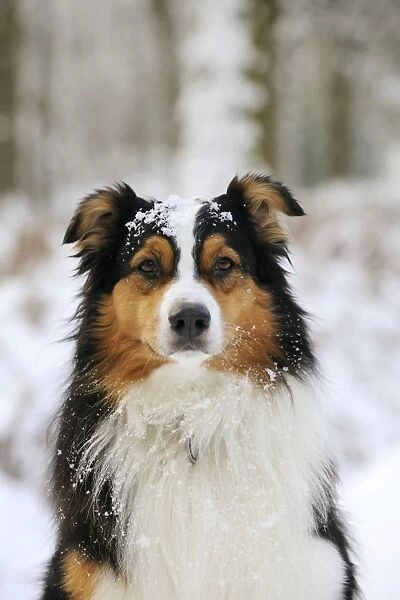 DOG. Australian shepherd with snow on head