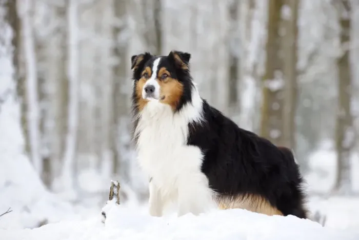 Framed Print : DOG. Australian shepherd standing in the snow Framed Print : DOG. Australian shepherd standing in the snow