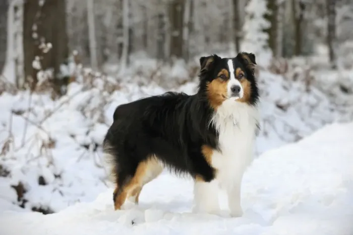 Framed Print : DOG. Australian shepherd standing in the snow Framed Print : DOG. Australian shepherd standing in the snow