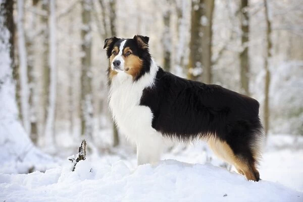 DOG. Australian shepherd standing in the snow