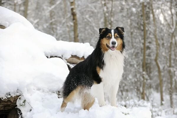 DOG. Australian shepherd standing on snow covered logs
