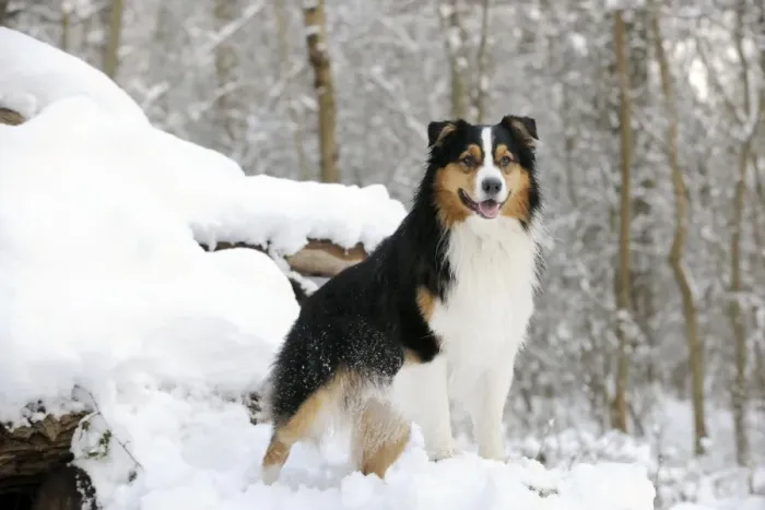 Framed Print : DOG. Australian shepherd standing on snow covered logs Framed Print : DOG. Australian shepherd standing on snow covered logs