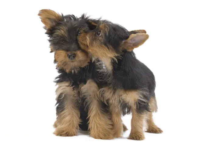 Framed Print : Dog - Australian Silky Terrier - puppies in studio. Also known as Silky Terrier or Sydney Silky Framed Print : Dog - Australian Silky Terrier - puppies in studio. Also known as Silky Terrier or Sydney Silky
