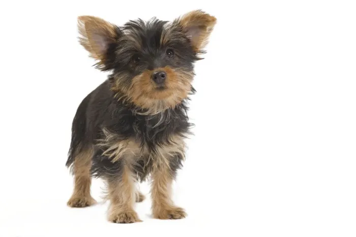 Framed Print : Dog - Australian Silky Terrier - puppy in studio. Also known as Silky Terrier or Sydney Silky Framed Print : Dog - Australian Silky Terrier - puppy in studio. Also known as Silky Terrier or Sydney Silky