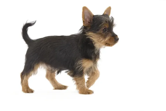 Framed Print : Dog - Australian Silky Terrier - puppy in studio. Also known as Silky Terrier or Sydney Silky Framed Print : Dog - Australian Silky Terrier - puppy in studio. Also known as Silky Terrier or Sydney Silky