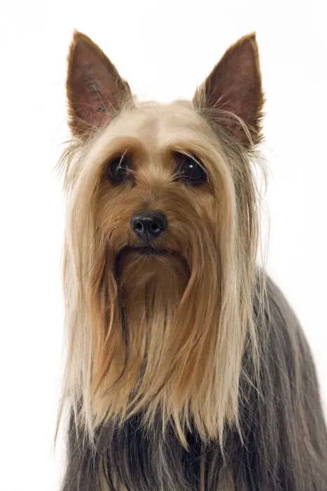 Framed Print : Dog - Australian Silky Terrier / Silky Terrier / Sydney Silky Framed Print : Dog - Australian Silky Terrier / Silky Terrier / Sydney Silky
