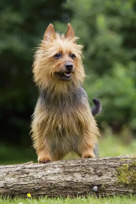 Framed Print : Dog. Australian Terrier