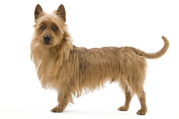Dog - Australian Terrier
