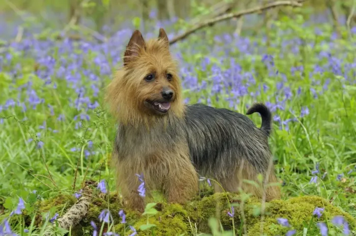 Framed Print : Dog. Australian Terrier in blue bells Framed Print : Dog. Australian Terrier in blue bells