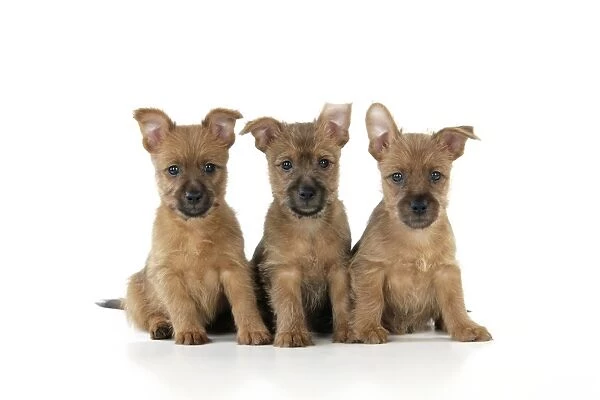 Dog. Australian Terrier puppies, 7 wks old