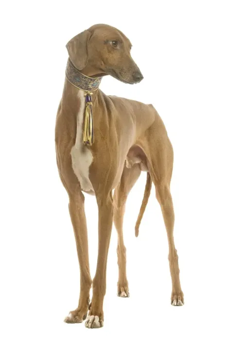 Framed Print : Dog - Azawakh standing in studio Framed Print : Dog - Azawakh standing in studio
