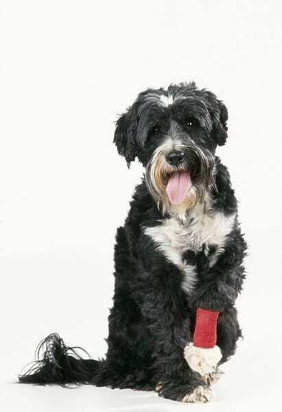 Dog With bandaged leg