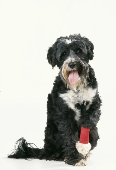 Framed Print : Dog With bandaged leg