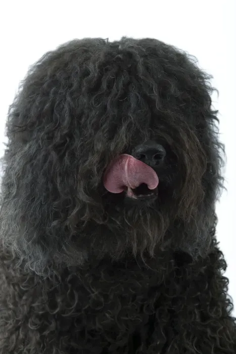 Framed Print : Dog - Barbet - licking lips Framed Print : Dog - Barbet - licking lips