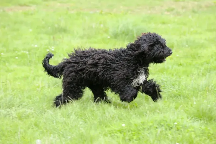 Framed Print : Dog. Barbet running in field Framed Print : Dog. Barbet running in field
