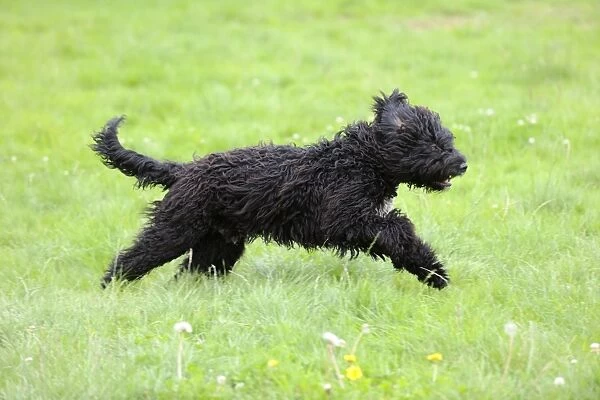 Dog. Barbet running in field