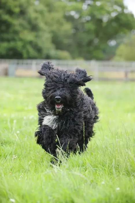 Framed Print : Dog. Barbet running in field Framed Print : Dog. Barbet running in field