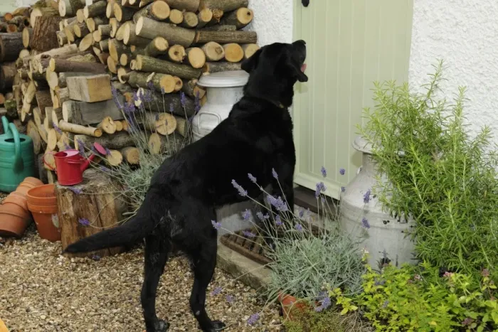 Framed Print : Dog barking at door Framed Print : Dog barking at door