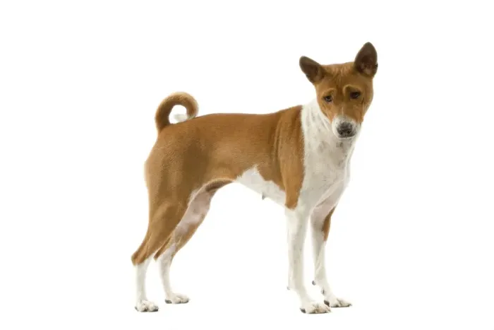 Framed Print : Dog - Basenji Framed Print : Dog - Basenji