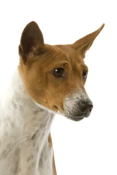 Framed Print : Dog - Basenji Framed Print : Dog - Basenji