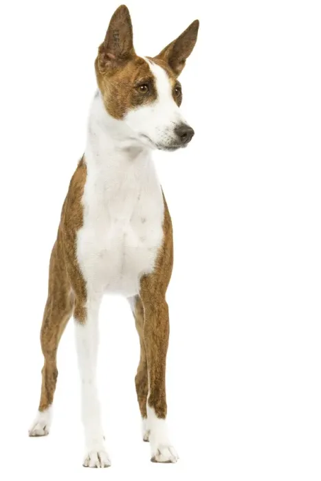 Framed Print : Dog - Basenji Framed Print : Dog - Basenji
